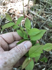 Vaccinium formosum