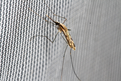 Anopheles pseudopunctipennis photo 3