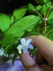 Wrightia religiosa