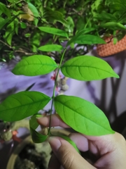 Wrightia religiosa