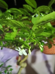 Wrightia religiosa