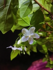 Wrightia religiosa