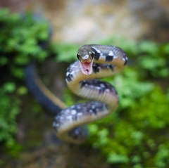 Coelognathus flavolineatus
