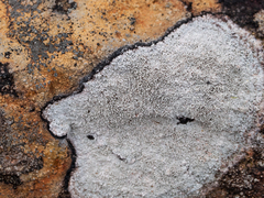 Pertusaria corallina