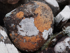 Pertusaria corallina