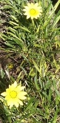 Gazania rigens