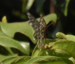 Delias pasithoe