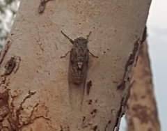 Pauropsalta agasta