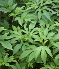 Ambrosia trifida trifida