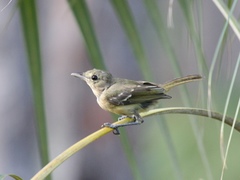 Vireo crassirostris