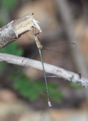 Lestes viridulus