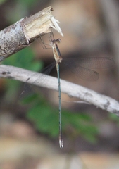 Lestes viridulus