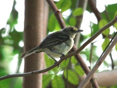 Vireo crassirostris