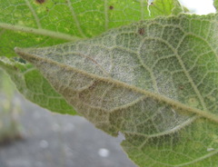 Golovinomyces verbasci