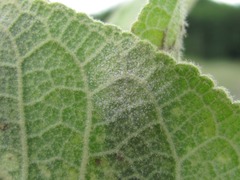 Golovinomyces verbasci