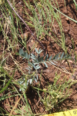 Aeschynomene rehmannii