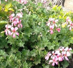 Pelargonium