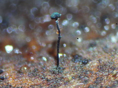Chaenothecopsis savonica