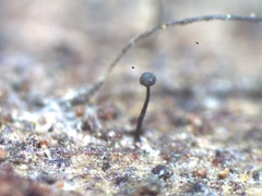 Chaenothecopsis savonica
