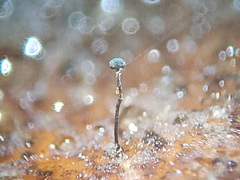 Chaenothecopsis savonica