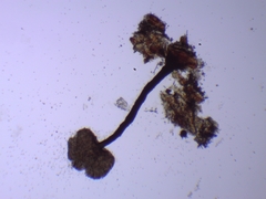Chaenothecopsis savonica