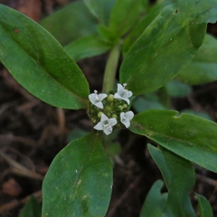 Angiospermae