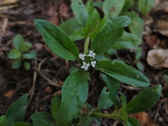 Angiospermae
