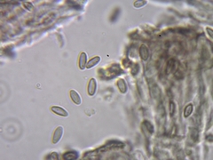 Chaenothecopsis savonica