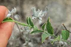 Hebecarpa ovatifolia