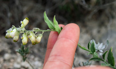 Hebecarpa ovatifolia