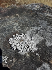 Stereocaulon saxatile