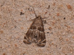 Petrophila jaliscalis