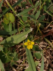 Oxalis