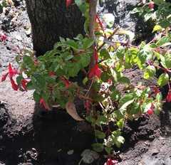 Fuchsia
