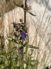 Stemodia durantifolia