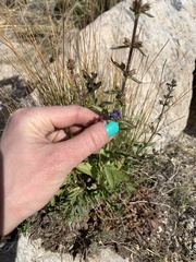 Stemodia durantifolia