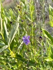 Rotheca louwalbertsii