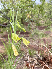 Gloriosa rigidifolia