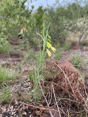 Gloriosa rigidifolia