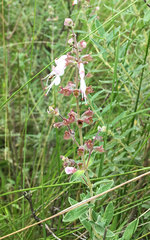 Syncolostemon parviflorus