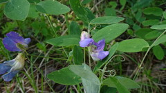Lathyrus humilis