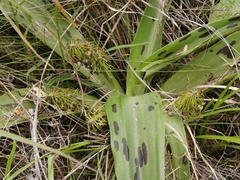 Ledebouria floribunda