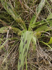 Ledebouria floribunda
