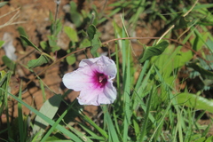 Ipomoea bathycolpos