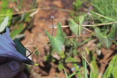 Ipomoea bathycolpos