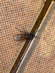 Polybia dimidiata