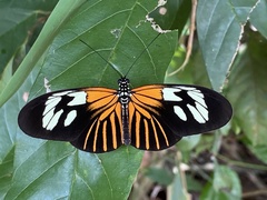 Heliconius erato amazona