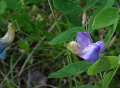 Lathyrus humilis
