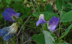 Lathyrus humilis