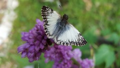 Heliopetes omrina